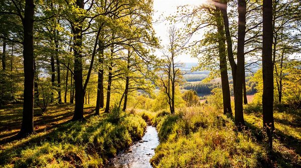 Découvrez les merveilles naturelles des ardennes écologiques